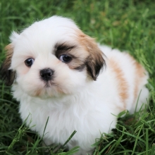 Goron Shih Tzu Puppy 599264 Puppyspot