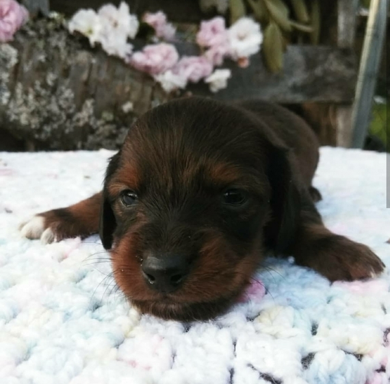 shaded red dachshund puppy