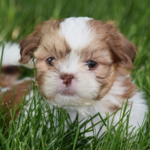 puppyspot shih tzu