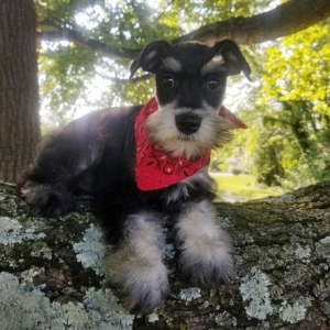silver giant schnauzer