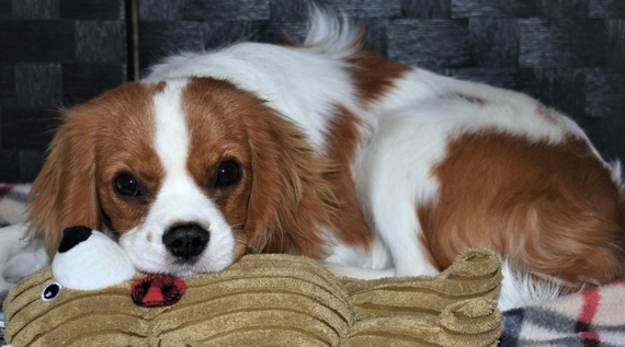 Prince Cavalier King Charles Spaniel Puppy 603414 | PuppySpot