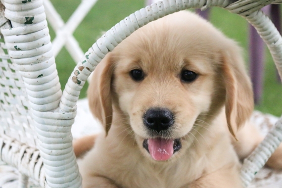 Phoebe Golden Retriever Puppy 603524 Puppyspot