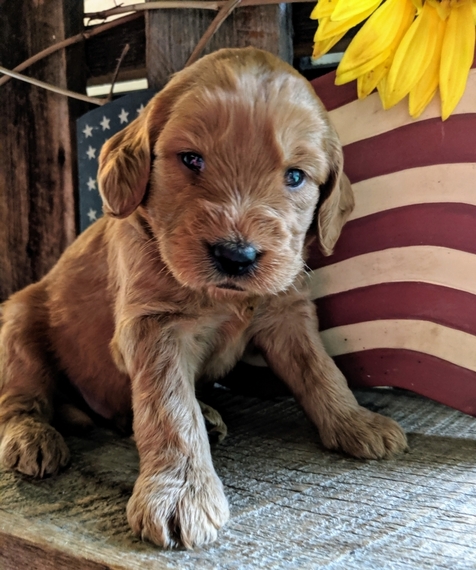 Gunner A Red Male Labradoodle Puppy Puppyspot