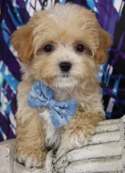8 pound maltipoo