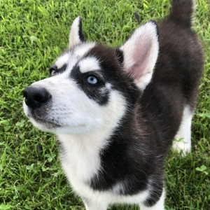 husky forever puppy