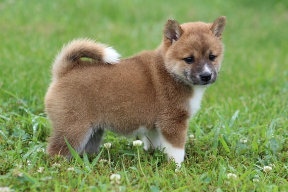 Sassy Shiba Inu Puppy 607214 Puppyspot