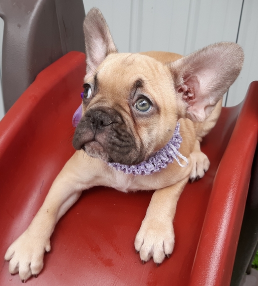Ruby French Bulldog Puppy 607694 Puppyspot