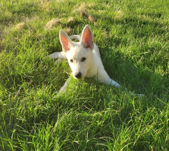 swiss german shepherd puppies