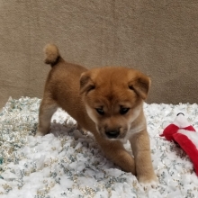 Foxy Shiba Inu Puppy 608774 Puppyspot