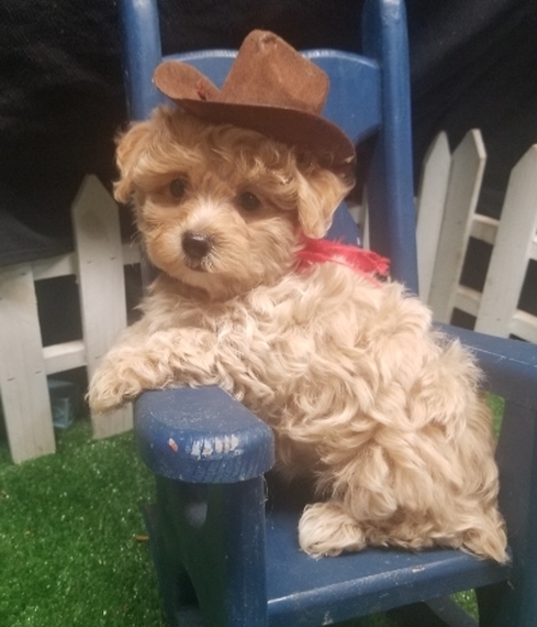 maltipoo docked tail