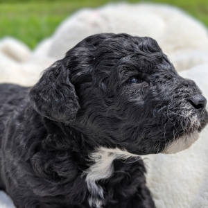black miniature poodle puppy