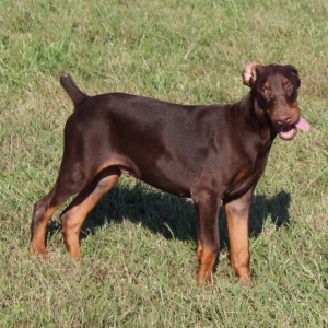 pinch doberman