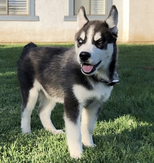 Moe A Black White Male Siberian Husky Puppy 612404 Puppyspot
