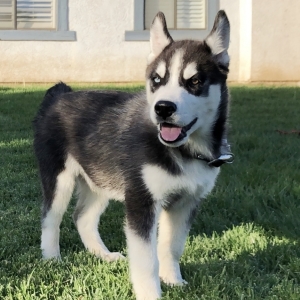 Moe A Black White Male Siberian Husky Puppy 612404 Puppyspot