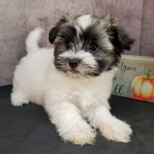 female havanese puppies for sale