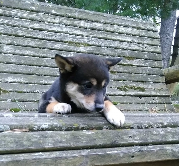 Hunter Shiba Inu Puppy 614424 Puppyspot