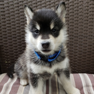 Miniature Alaskan Malamute Goldenacresdogs Miniature Alaskan Malamute
