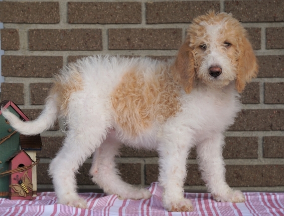 lucky me labradoodles