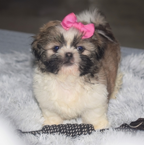 Ginger Shih Tzu Puppy 616104 PuppySpot