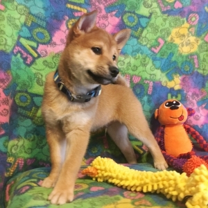 Genki Shiba Inu Puppy