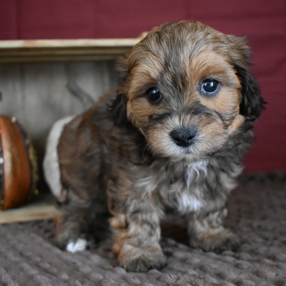 Victoria Shihpoo Puppy 618344 PuppySpot