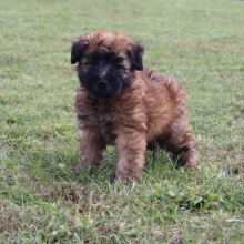 Clover Soft Coated Wheaten Terrier Puppy 618734 Puppyspot