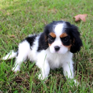 puppyspot cavalier king charles spaniel