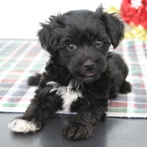 maltipoo puppies