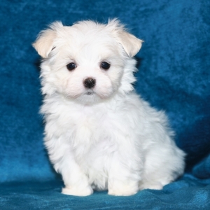 puppyspot maltese