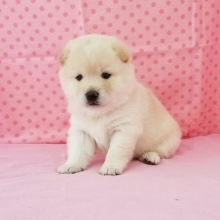 Sugar Shiba Inu Puppy