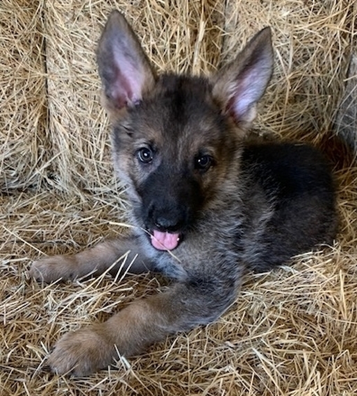 Hutch German Shepherd Dog Puppy 622004 PuppySpot
