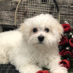 45+ Cute Bichon Frise Puppies