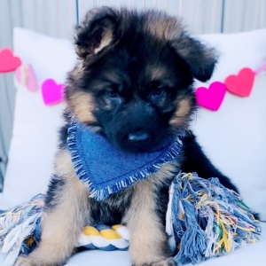 bear german shepherd