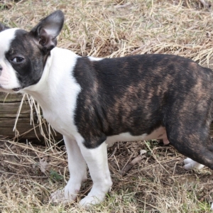 all grey boston terrier