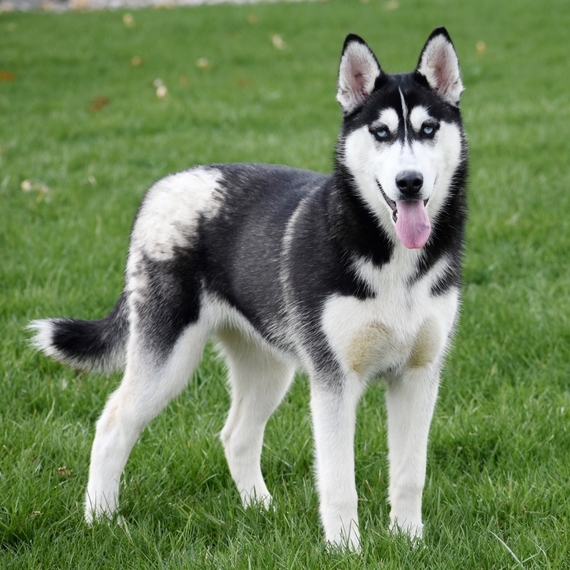 i want a husky puppy