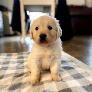 Red A English Cream Male Golden Retriever Puppy 624124 Puppyspot