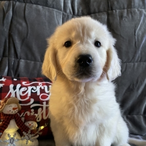 Red A English Cream Male Golden Retriever Puppy 624124 Puppyspot