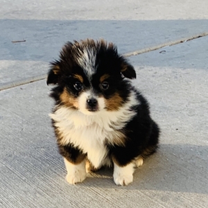 buy australian shepherd puppies
