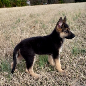 Ellie A Black Red Female German Shepherd Dog Puppy 624734 Puppyspot