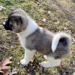 King A Brown Black Overlay Male Akita Puppy 624754 Puppyspot