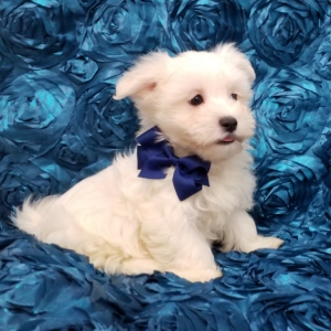 puppyspot maltese