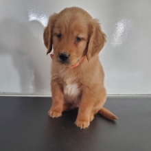 Puppies Sold In Indiana Puppyspot