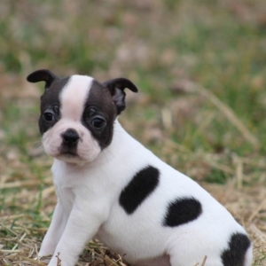 best pet stairs for large dogs