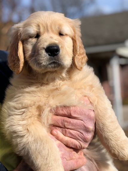 Sasha A Golden Female Golden Retriever Puppy 626044 Puppyspot
