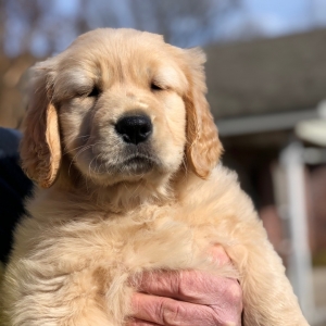 Sasha A Golden Female Golden Retriever Puppy 626044 Puppyspot