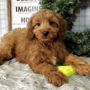 baby cavapoo