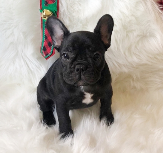 bringing home a french bulldog puppy