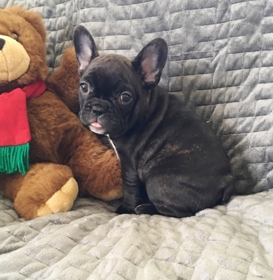 show me a french bulldog