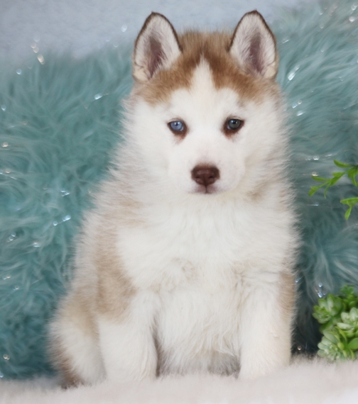 Jane A Red White Female Siberian Husky Puppy 627694 Puppyspot
