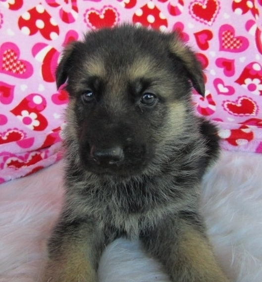 Axel German Shepherd Dog Puppy 630824 Puppyspot